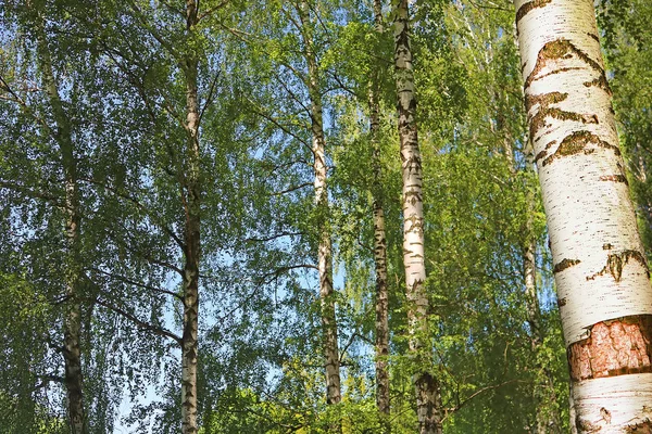 Birkenwald Mit Grünem Laub Frühling — Stockfoto