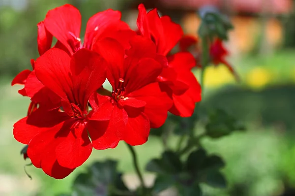 Czerwony Geranium Bliska Ogrodzie Zielonym Tłem — Zdjęcie stockowe