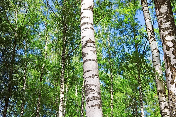 Birkenwald Mit Grünem Laub Frühling — Stockfoto