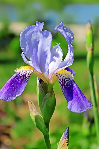 Iris Azul Sobre Fondo Verde — Foto de Stock