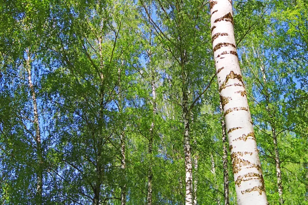 Birkenwald Mit Grünem Laub Frühling — Stockfoto