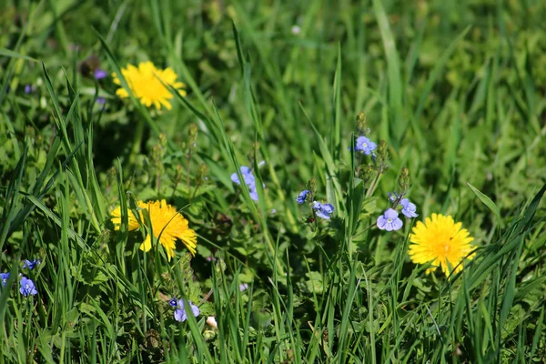 Paardebloemen Germander Speedwell Veronica Gamander Wei Het Voorjaar — Stockfoto