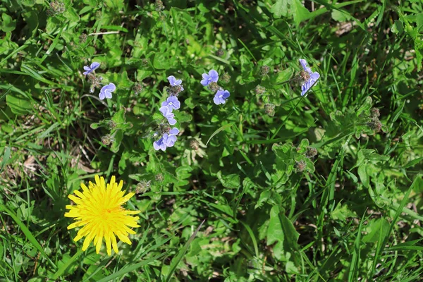 春の草原にタンポポ ジャーマンダー スピードウェル ヴェロニカ Chamaedrys — ストック写真