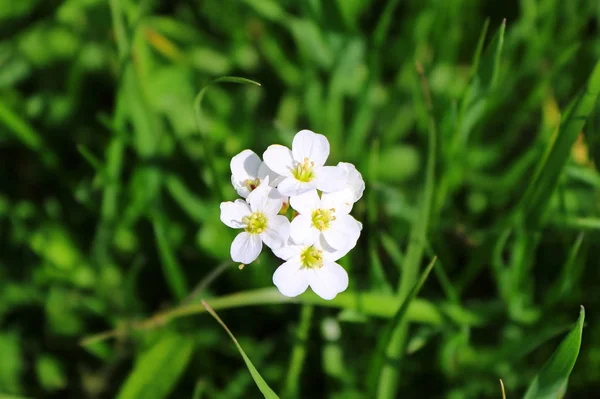 봄에서 필드에 클로즈업 Willd — 스톡 사진