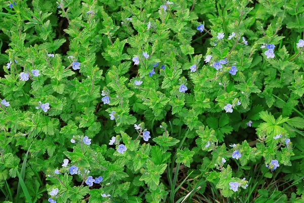 Fundo Natural Com Germander Speedwell Veronica Chamaedrys — Fotografia de Stock