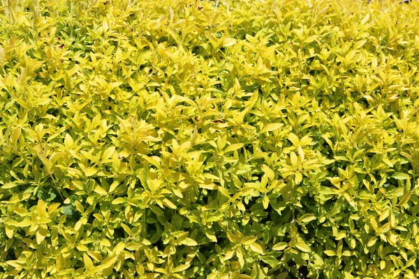 Achtergrond Van Natuur Gele Planten — Stockfoto