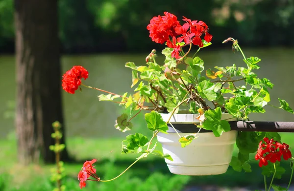 Red Geranium Close Pot Garden Water — Stock Photo, Image