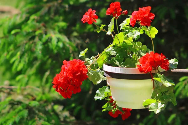 Red geranium close up in the pot in the garden with green background