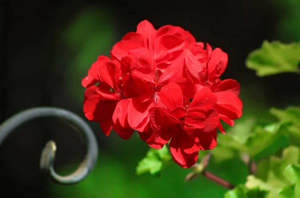 Červené Pelargónie Zblízka Zahradě Zeleným Pozadím — Stock fotografie