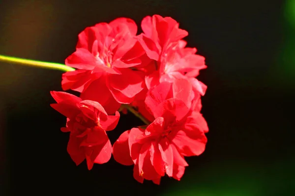 红色天竺葵关闭在花园与黑暗背景 — 图库照片