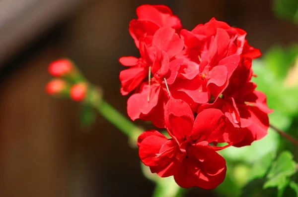 Czerwony Geranium Bliska Ogrodzie Tło Ciemne Zielony — Zdjęcie stockowe