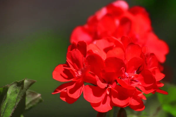 Červené Pelargónie Zblízka Zahradě Tmavě Zelené Pozadí — Stock fotografie