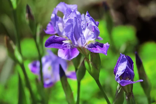 Iris Azules Sobre Fondo Verde — Foto de Stock