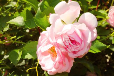 Bahar bahçesinde çalı üzerinde narin pembe güller