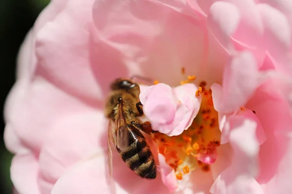 Bee Center Pink Rose Spring Garden — Stock Photo, Image