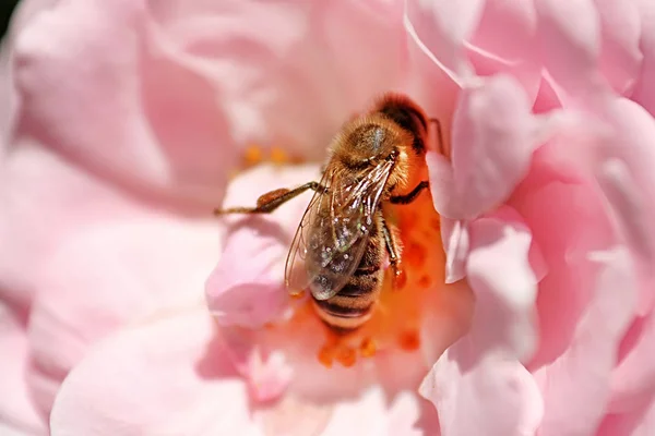 Bee Uprostřed Růžové Růže Jarní Zahradě — Stock fotografie