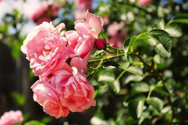 Delikat Rosa Rosor Bushen Vårträdgården — Stockfoto