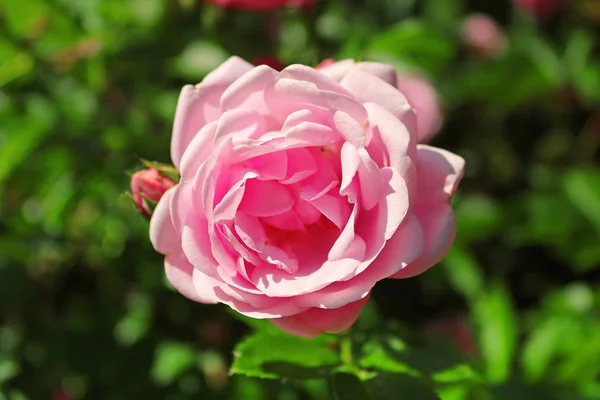 春天花园的灌木丛上细腻的粉红色玫瑰 — 图库照片