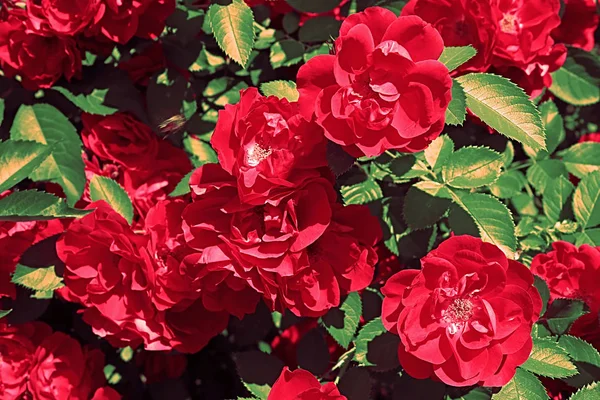 Red Roses Bush Spring Garden — Stock Photo, Image