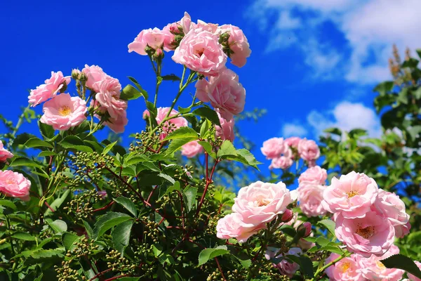 春の庭の茂みに繊細なピンクのバラ — ストック写真