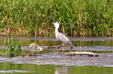 Gri balıkçıl (Ardea cinerea) Nehirde balık yiyor