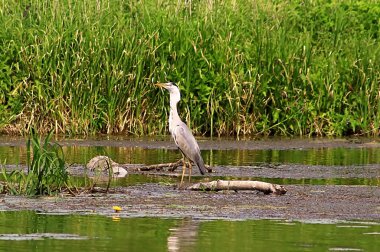 Gri balıkçıl (Ardea cinerea) balık Nehri üzerinde yutar