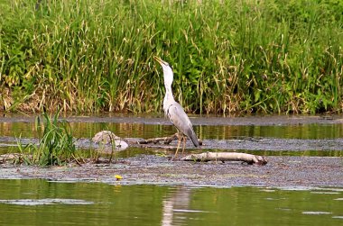Gri balıkçıl (Ardea cinerea) balık Nehri üzerinde yutar
