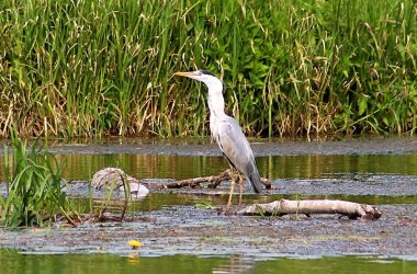 Gri balıkçıl (Ardea cinerea) balık Nehri üzerinde yutar