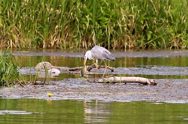Gri balıkçıl (Ardea cinerea) yakalanan balık Nehri üzerinde