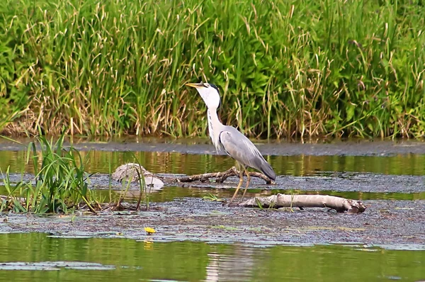 Gri balıkçıl (Ardea cinerea) Nehirde balık yiyor