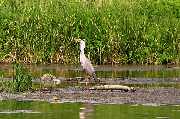 Gri balıkçıl (Ardea cinerea) balık Nehri üzerinde yutar