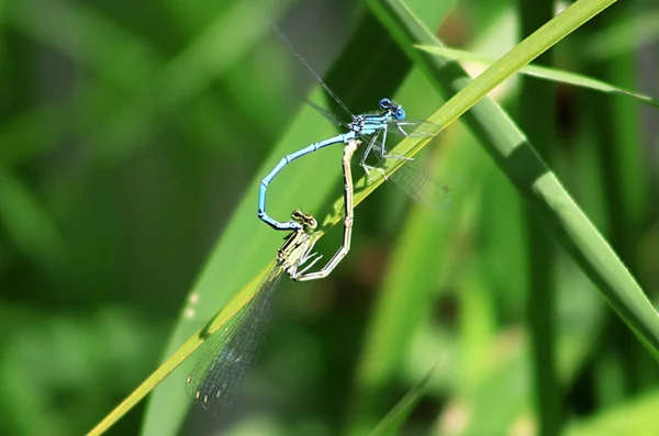 Twee Blauwe Libellen Zijn Paring Een Blad — Stockfoto