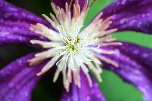 Nahaufnahme Des Inneren Teils Einer Lila Blume — Stockfoto