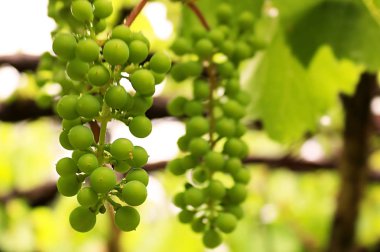 Yağmurdan sonra yaz aylarında olgunlaşmamış üzüm demet