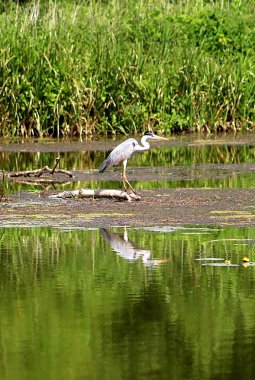 Gri balıkçıl (Ardea cinerea) nehirde avlanıyor