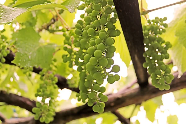 Immature bunches of grapes in the summer after the rain