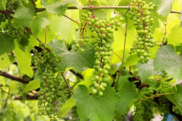 Immature Bunches Grapes Summer Rain — Stock Photo, Image