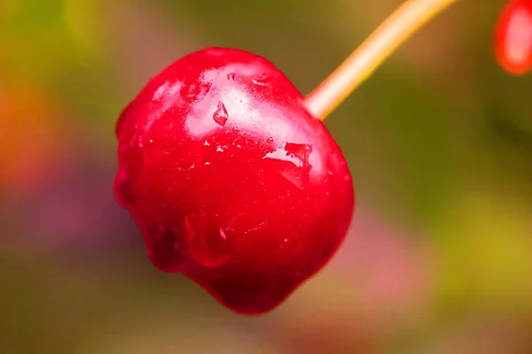 Amora Cereja Molhada Depois Uma Chuva Verão — Fotografia de Stock