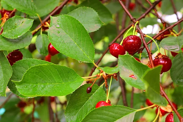 Wet Cherry Berries Rain Summer — Stock Photo, Image