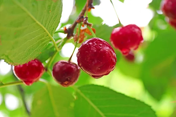 Wet Cherry Berries Rain Summer — Stock Photo, Image