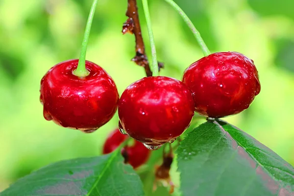 Wet Cherry Berries Rain Summer — Stock Photo, Image