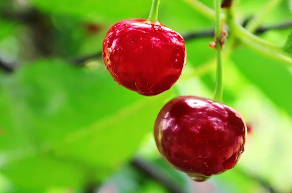 Wet Cherry Berries Rain Summer — Stock Photo, Image