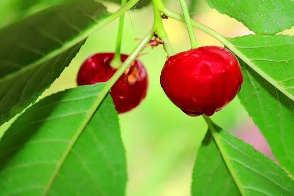 Wet Cherry Berries Rain Summer — Stock Photo, Image