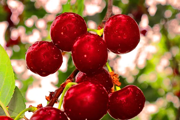 Wet Cherry Berries Rain Summer Filter Applied — Stock Photo, Image