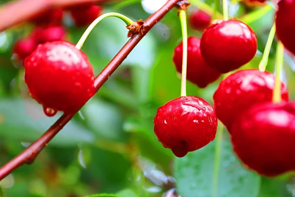Wet Cherry Berries Rain Summer — Stock Photo, Image