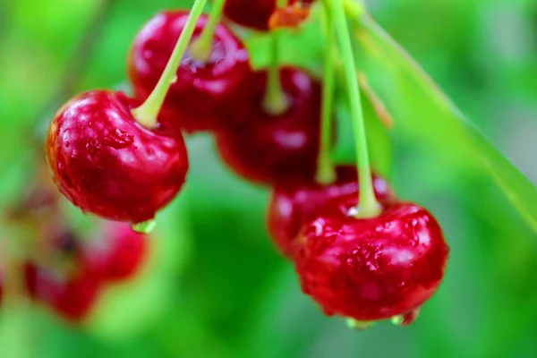 Wet cherry berries after a rain in the summer — Stock Photo, Image