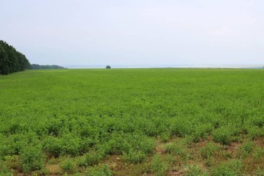 mavi gökyüzünün altında yeşil lucerne alanının görünümü