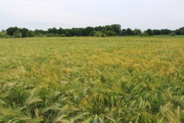 Yeşil ve sarı buğday kulakları yağmurdan sonra