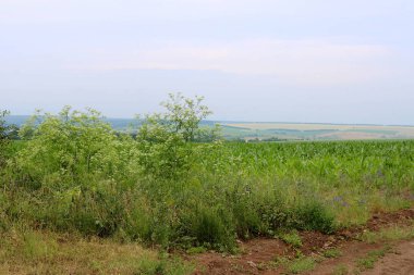 Çayırlar ve alanları yaz aylarında Ukrayna
