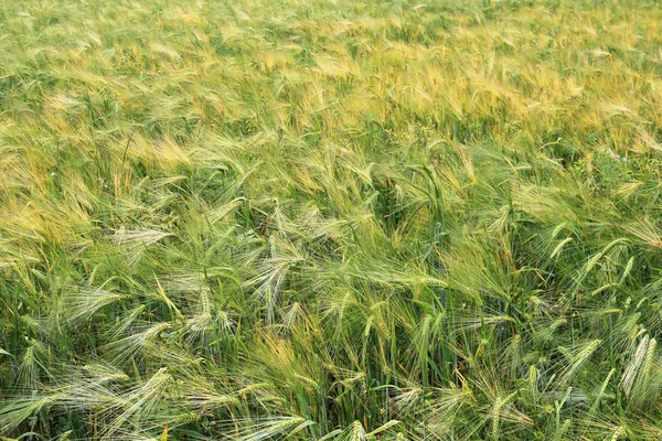 Espigas Trigo Verde Amarillo Después Lluvia —  Fotos de Stock